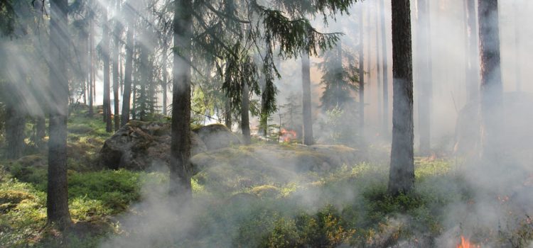 Waldbrandgefahr in Hessen