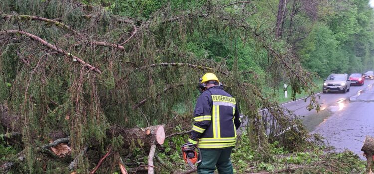 Einsatz 17/2025  „Baum auf Fahrbahn“