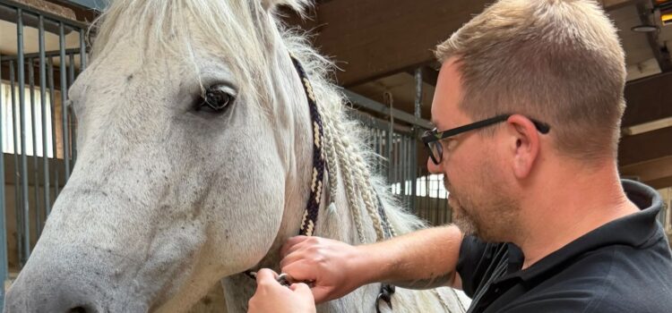1 PS, 600 Kilo und kein Rückwärtsgang 1 PS, 600 Kilo und kein Rückwärtsgang