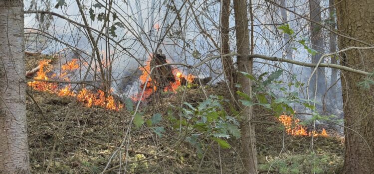 Einsatz 57/2026 „Waldbrand“ Einsatz 57/2026 „Waldbrand“